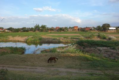 Horses in a field