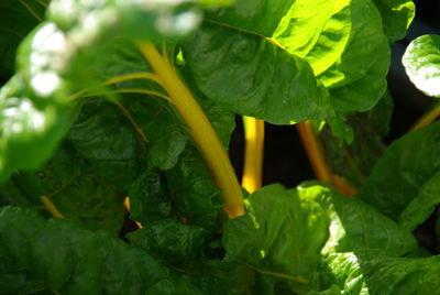 Close-up of fresh green leaf