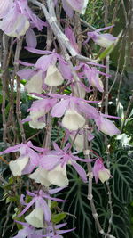 Close-up of purple flowers blooming outdoors