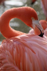 Close-up of bird