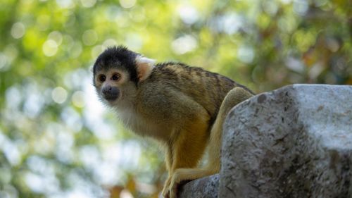 Low angle view of monkey on rock