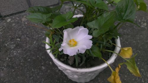 Close-up of white flowers