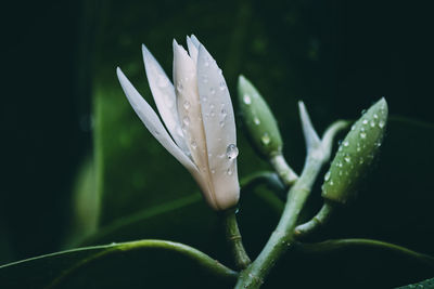 Close-up of wet plant