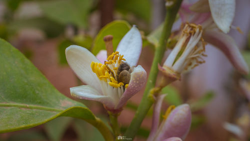 Close-up of bee on flower