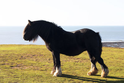 Horse standing in a field