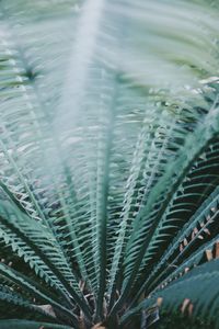 Full frame shot of plants