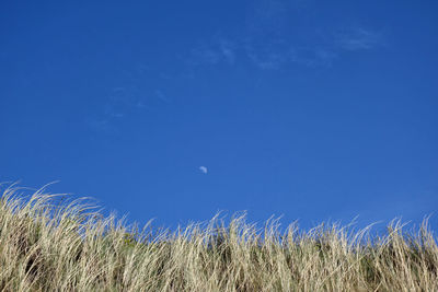 Grass on field against clear blue sky