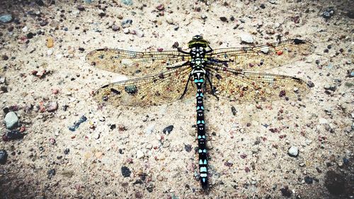 Close-up of insect