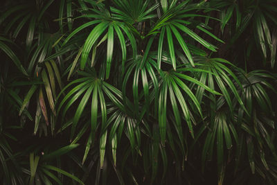 Leaves in the forest beautiful nature background of vertical garden with tropical green leaf
