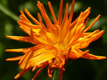 Close-up of orange flower