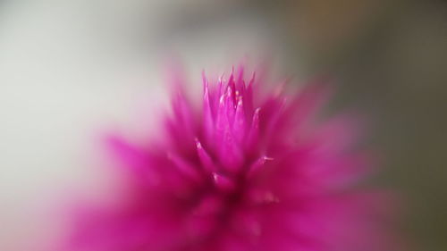 Extreme close-up of pink flower