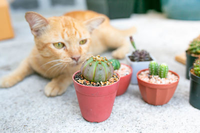 Close-up of a cat on table