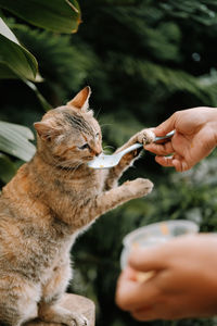 Close-up of hand holding cat eating food