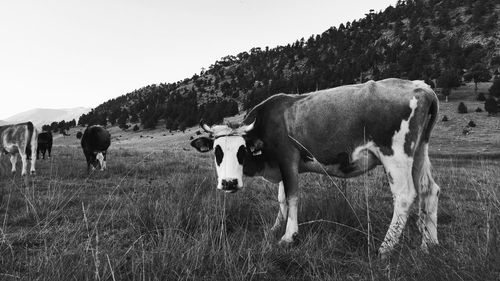 Cows on field against sky