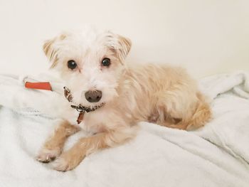 Portrait of dog lying down on bed