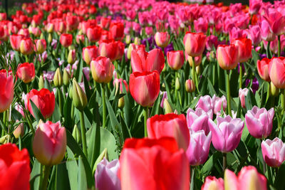 Close-up of red pink tulips