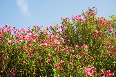 Low angle view of pink flowering plant against sky