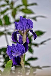 Close-up of purple iris flower