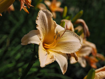 Close-up of yellow lily blooming outdoors