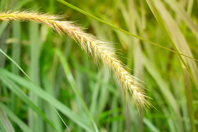 Close-up of wheat growing on field