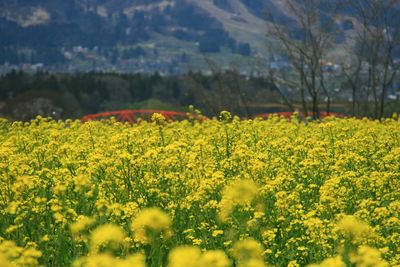 Yellow flowers growing in field