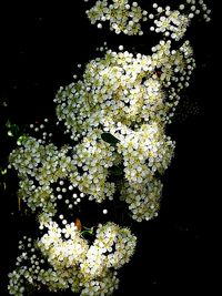 Close-up of white cherry blossom against black background