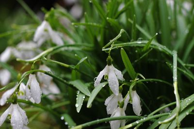 Close-up of wet plant