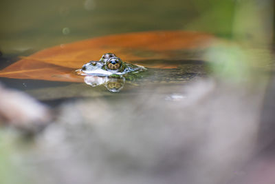 Close-up of water drops on leaf