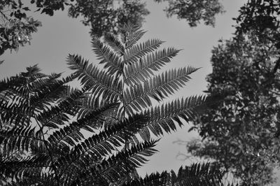 Low angle view of leaves against sky
