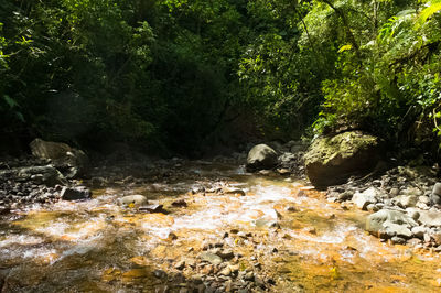 River flowing through rocks in forest