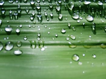 Close-up of water drops on leaves