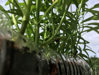 Close-up of wet plant