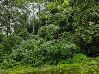 Trees in forest