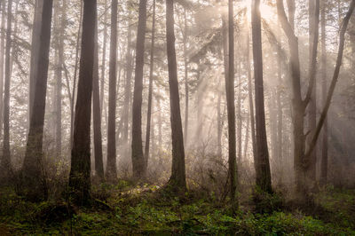 Trees in forest