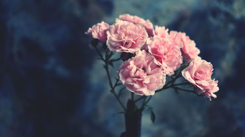 Close-up of pink rose