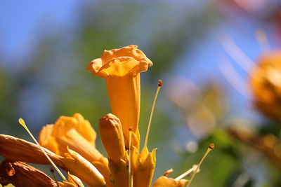 Close-up of yellow flowering plant