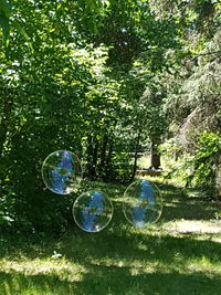 Close-up of grass with trees in background