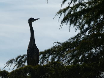 Low angle view of bird perching on tree