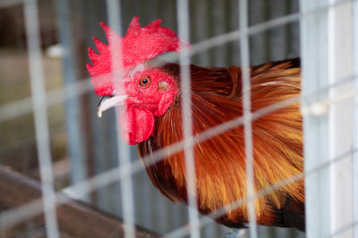 Close-up of rooster in cage