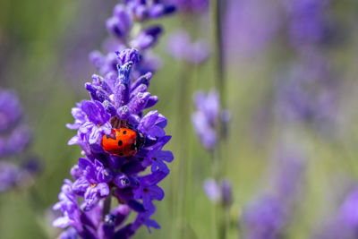Close-up of ladybug on purple flowering plant
