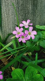 Close-up of pink flowering plant