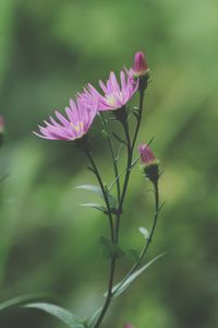 Close-up of pink flowering plant