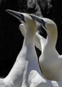 Close-up of swan