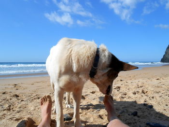 View of a horse on the beach