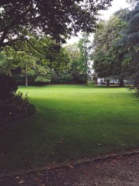 Trees in park