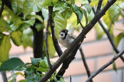 Close-up of monkey