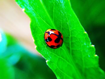 Close-up of ladybug on leaf