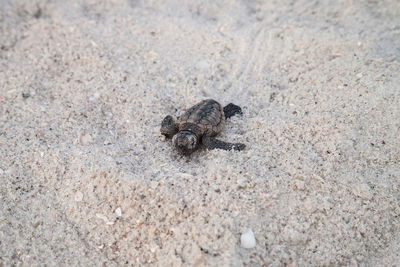 Hatchling baby loggerhead sea turtles caretta caretta climb make their way to the ocean