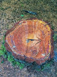 High angle view of tree stump in forest