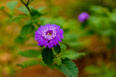 Close-up of pink flowering plant on field